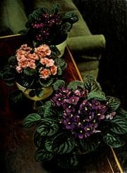 Obálka knihy Flowering House Plants (Time-Life Encyclopedia of Gardening)